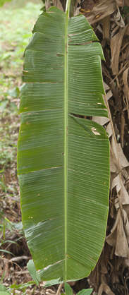 LeavesTropical0258 - Free Background Texture - jungle tropical leaf